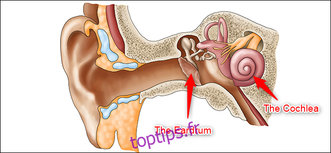 Un schéma de l'oreille. Le tympan (oreille moyenne) et la cochlée (oreille interne) sont mis en évidence.