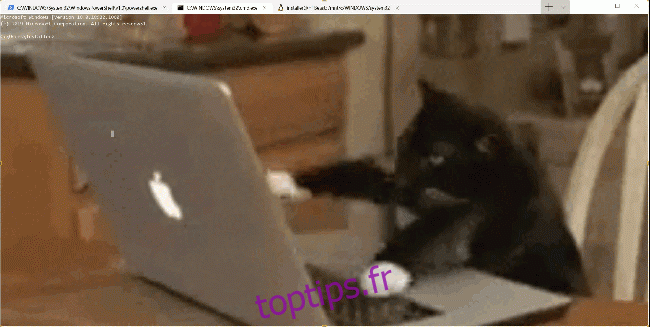 Terminal Windows avec un chat tapant au fond du clavier gif