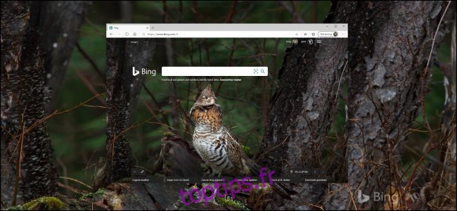 Une photo Bing d'un oiseau comme arrière-plan du bureau Windows 10.