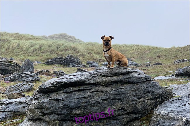 bing le chien sur un rocher