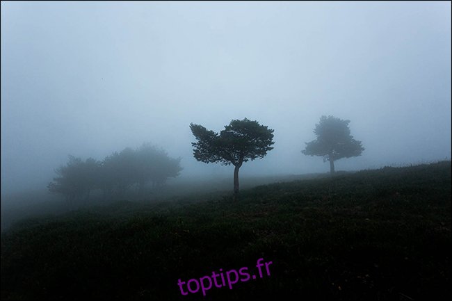 Un plan sombre d'arbres dans le brouillard.