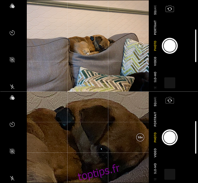 Exemple d'une mauvaise image zoom d'un chien sur un iPhone. 